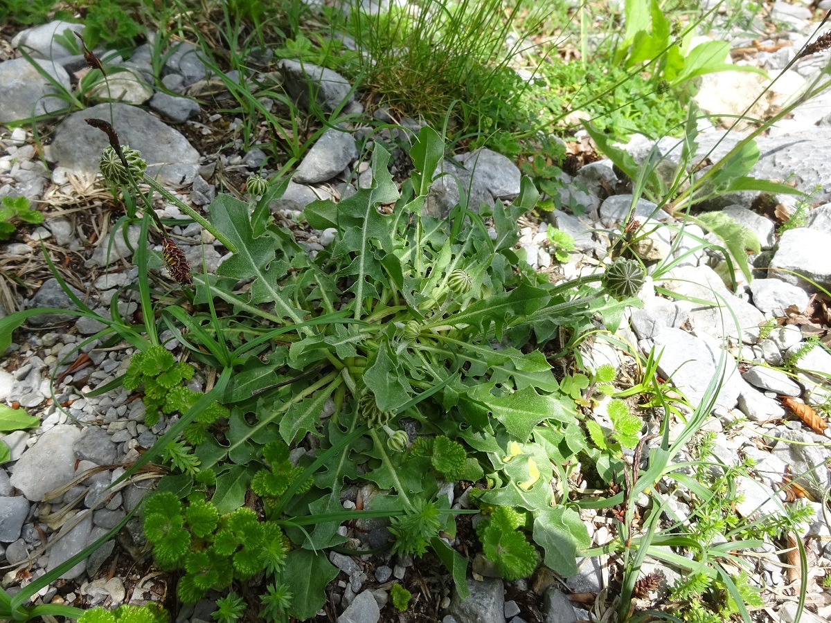 Crepis albida subsp. albida (Asteraceae)